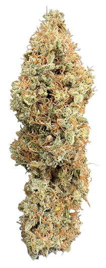 DURBAN POISON Cannabis NUG 211x533