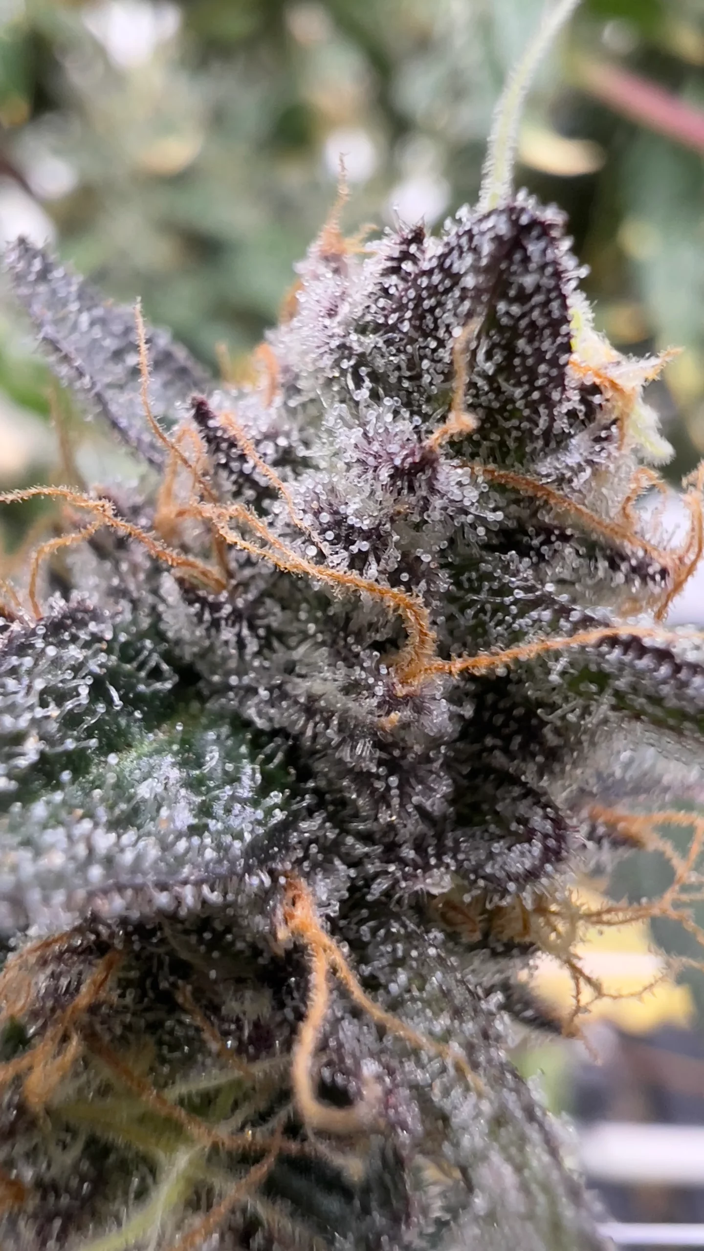 Pyxy Styx Flowering Bud Close up Trichomes