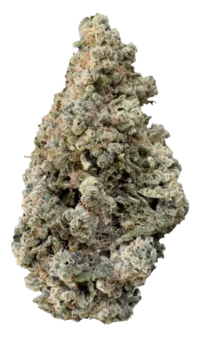 GARY PAYTON NUG PHOTO