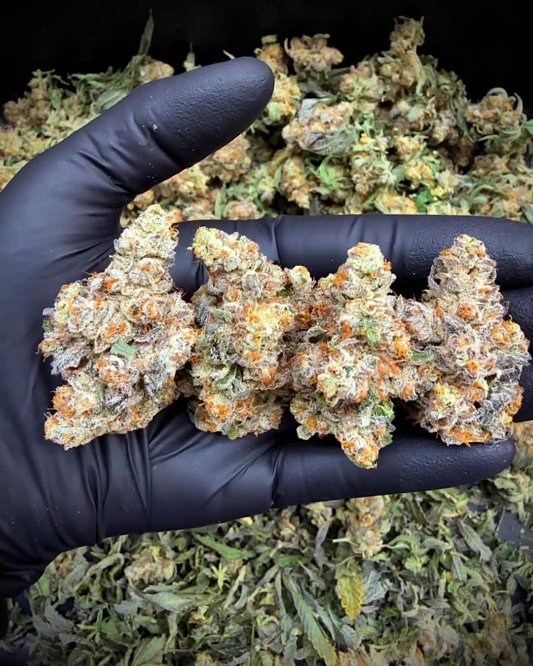 perfect trimmed flower in hand, best trimmed buds in hand the laughing goat
