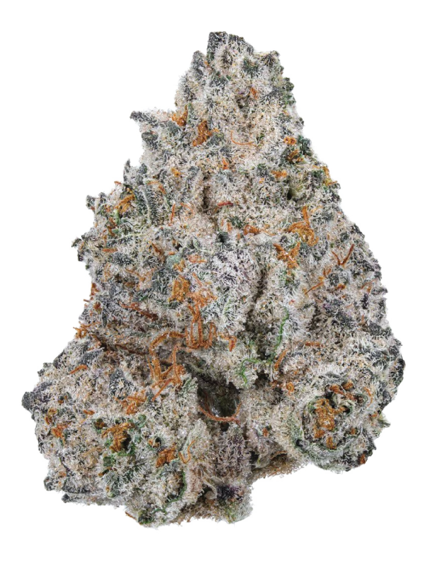 White Truffle_Bud_600x800